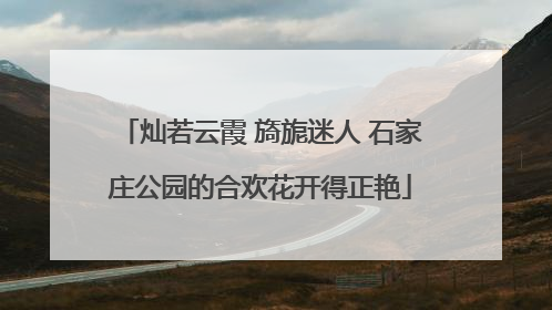 灿若云霞 旖旎迷人 石家庄公园的合欢花开得正艳
