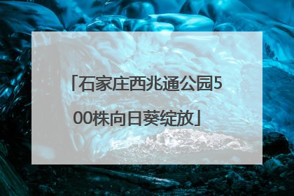 石家庄西兆通公园500株向日葵绽放
