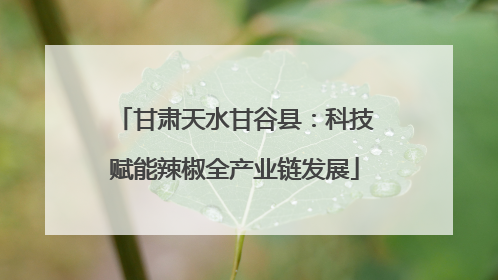甘肃天水甘谷县：科技赋能辣椒全产业链发展