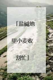 盐碱地里小麦收割忙