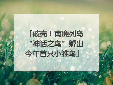 破壳！南麂列岛“神话之鸟”孵出今年首只小雏鸟