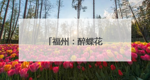 福州：醉蝶花盛开引游人