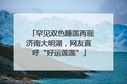 罕见双色睡莲再现济南大明湖，网友直呼“好运莲莲”