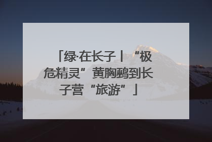 绿·在长子丨“极危精灵”黄胸鹀到长子营“旅游”