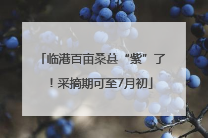 临港百亩桑葚“紫”了！采摘期可至7月初