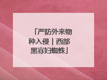严防外来物种入侵｜西部黑寡妇蜘蛛