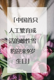 中国首只人工繁育成活的雌性雪豹迎来9岁生日