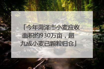 今年菏泽市小麦应收面积约930万亩，超九成小麦已颗粒归仓