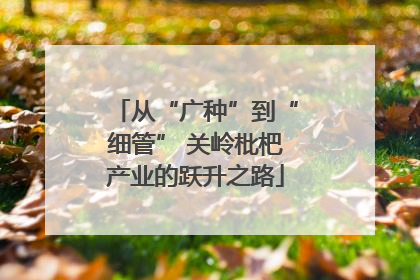 从“广种”到“细管” 关岭枇杷产业的跃升之路