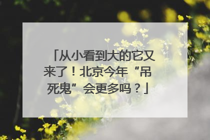 从小看到大的它又来了！北京今年“吊死鬼”会更多吗？