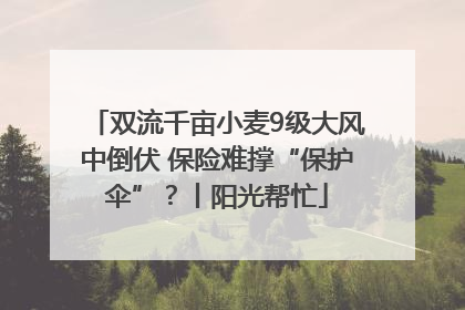 双流千亩小麦9级大风中倒伏 保险难撑“保护伞”？丨阳光帮忙