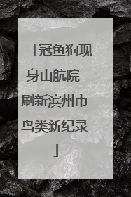 冠鱼狗现身山航院 刷新滨州市鸟类新纪录