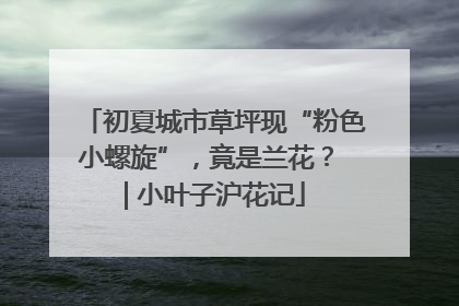 初夏城市草坪现“粉色小螺旋”，竟是兰花？ | 小叶子沪花记