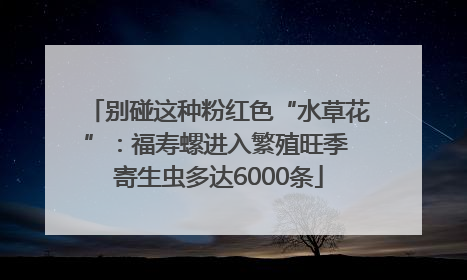 别碰这种粉红色“水草花”：福寿螺进入繁殖旺季 寄生虫多达6000条
