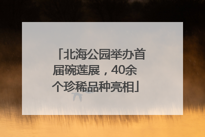 北海公园举办首届碗莲展，40余个珍稀品种亮相