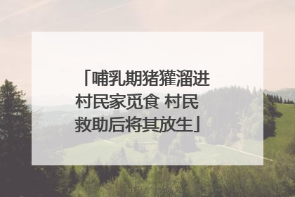 哺乳期猪獾溜进村民家觅食 村民救助后将其放生