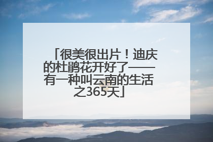 很美很出片！迪庆的杜鹃花开好了——有一种叫云南的生活之365天