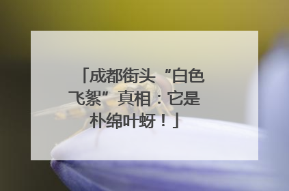 成都街头“白色飞絮”真相：它是朴绵叶蚜！