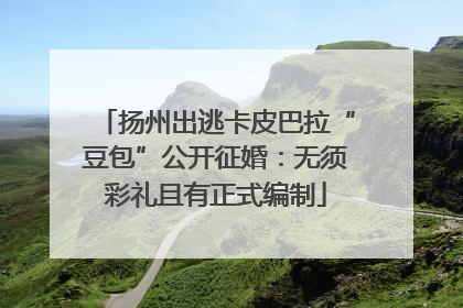 扬州出逃卡皮巴拉“豆包”公开征婚：无须彩礼且有正式编制