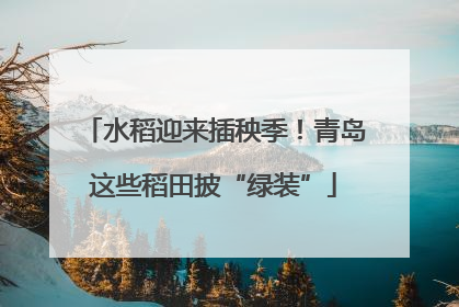 水稻迎来插秧季！青岛这些稻田披“绿装”