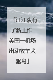 汪汪队有了新工作 美国一机场出动牧羊犬驱鸟