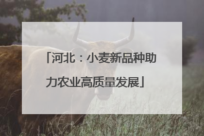 河北：小麦新品种助力农业高质量发展