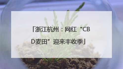 浙江杭州：网红“CBD麦田”迎来丰收季