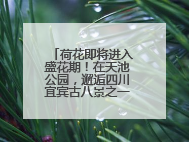 荷花即将进入盛花期！在天池公园，邂逅四川宜宾古八景之一“天池晚照”