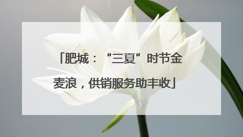肥城：“三夏”时节金麦浪，供销服务助丰收