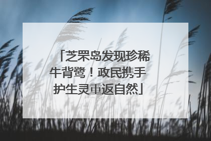 芝罘岛发现珍稀牛背鹭！政民携手护生灵重返自然