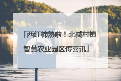 西红柿熟啦！北臧村镇智慧农业园区传喜讯