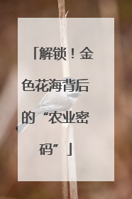 解锁！金色花海背后的“农业密码”
