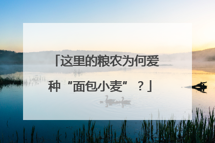 这里的粮农为何爱种“面包小麦”？