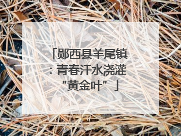 郧西县羊尾镇：青春汗水浇灌“黄金叶”