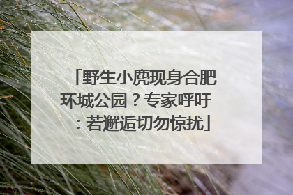 野生小麂现身合肥环城公园？专家呼吁：若邂逅切勿惊扰
