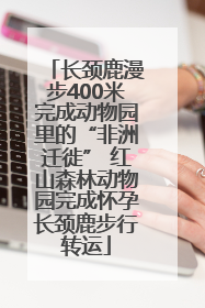 长颈鹿漫步400米完成动物园里的“非洲迁徙” 红山森林动物园完成怀孕长颈鹿步行转运