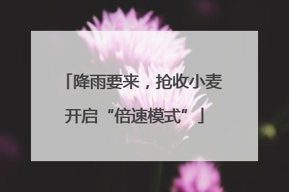 降雨要来，抢收小麦开启“倍速模式”