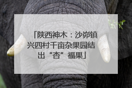陕西神木：沙峁镇兴四村千亩杂果园结出“杏”福果