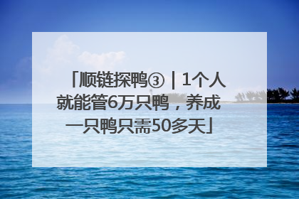顺链探鸭③｜1个人就能管6万只鸭，养成一只鸭只需50多天