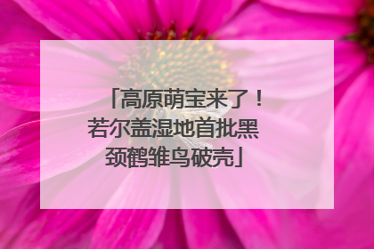 高原萌宝来了！若尔盖湿地首批黑颈鹤雏鸟破壳